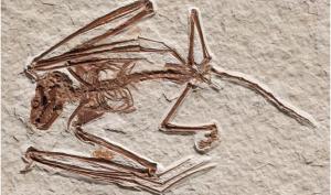 Ученые обнаружили окаменелости невиданных ранее летучих мышей возрастом 52 миллиона лет