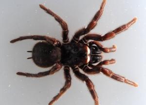 Самый смертоносный паук может менять яд в зависимости от настроения